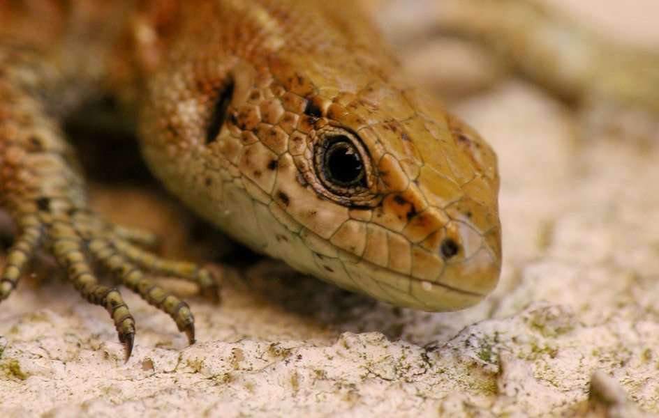 Viviparous lizard puzzle online from photo
