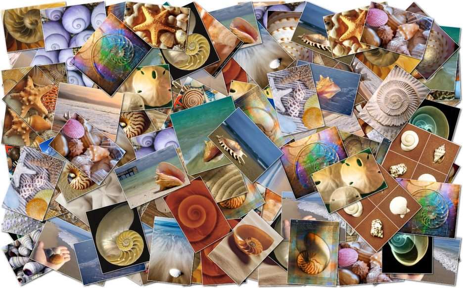 Sea Shells online puzzle
