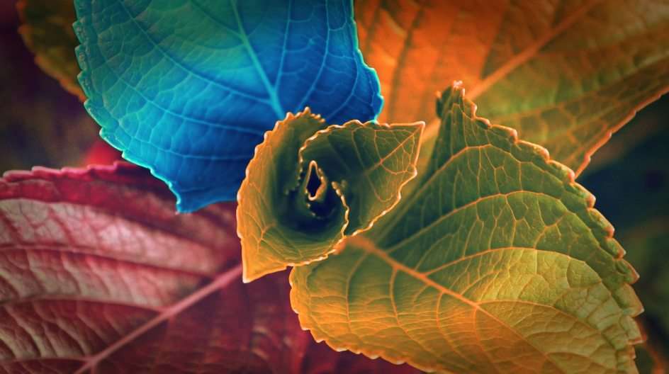 blauw-kleuren-bladeren-rood-geel puzzel online van foto