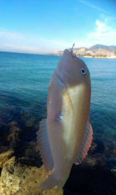 Риба от островите онлайн пъзел