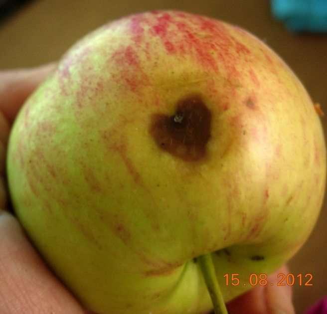 Ett äpple med ett hjärta. Pussel online