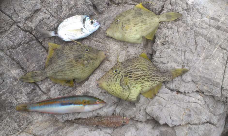 Ψάρια το πρωί παζλ online από φωτογραφία