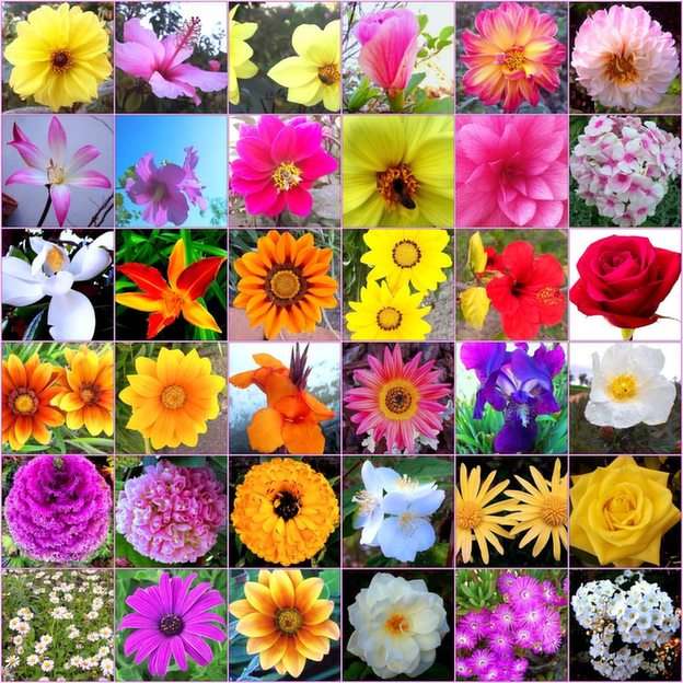 Fleurs puzzle en ligne