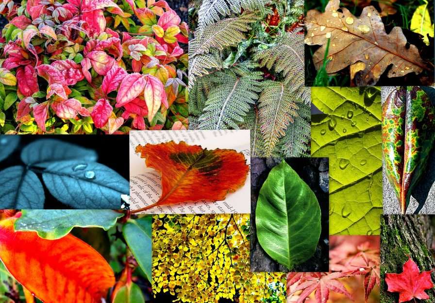 Collage-leaves puzzle online from photo