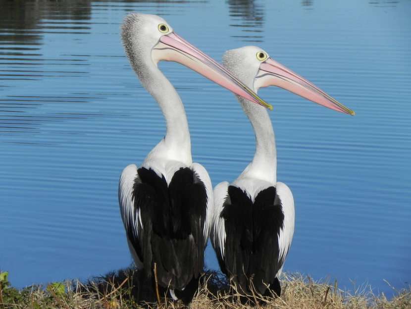Pelicani locali puzzle online din fotografie