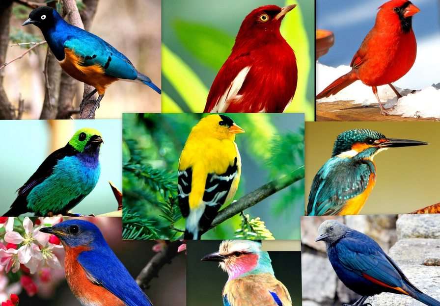 Små fåglar pussel online från foto