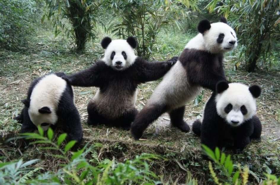panda3 παζλ online από φωτογραφία