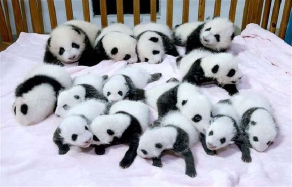 panda5 pussel online från foto