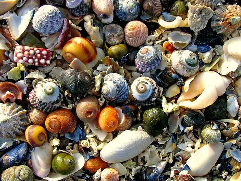 Shells online puzzle