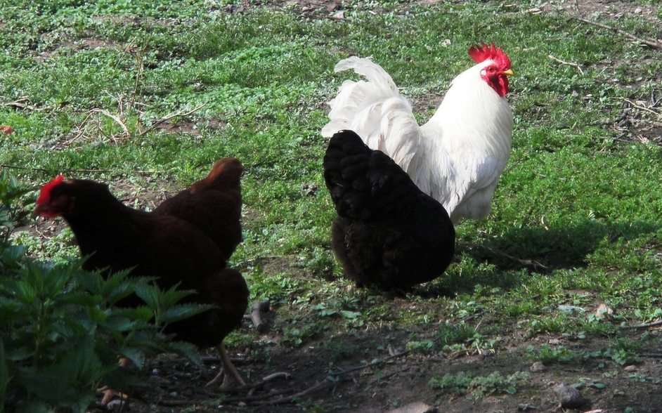 CHICKENS puzzle online from photo