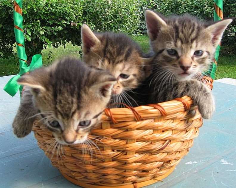 Babies in a basket puzzle online from photo
