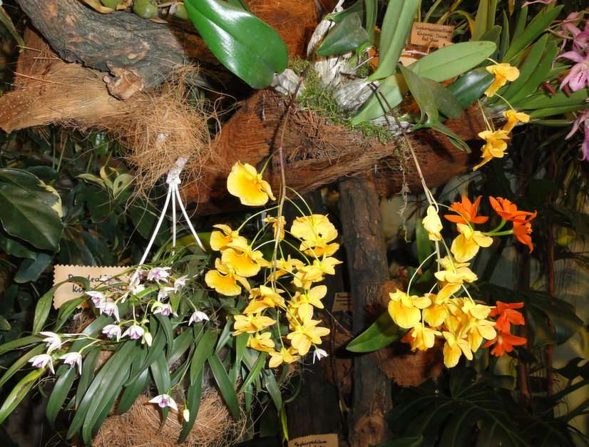 Orchids I. puzzle online from photo