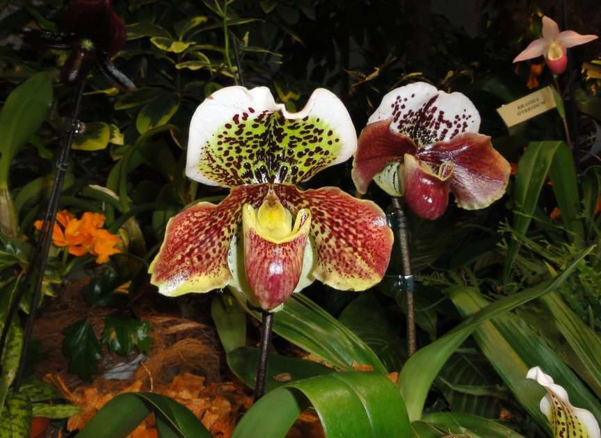 Orchideeën II. online puzzel