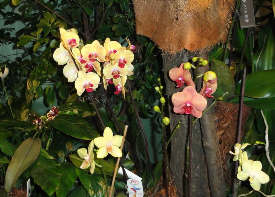 Orquídeas "normales" rompecabezas en línea