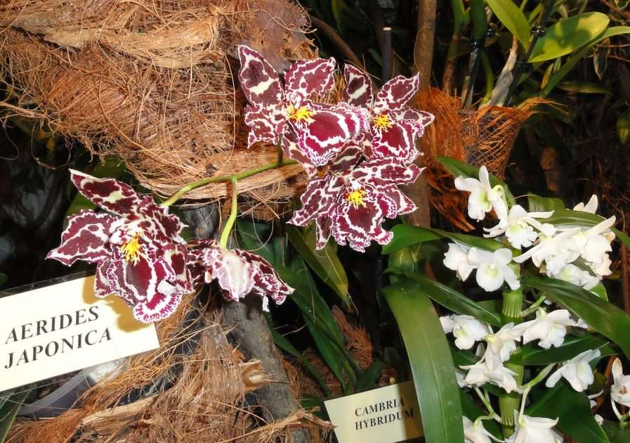 Aerides Japonica puzzle online from photo