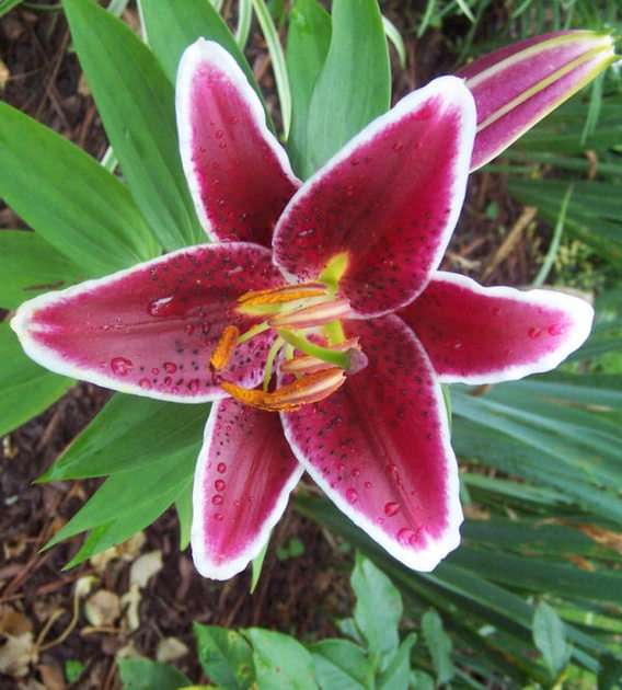 oriental lily puzzle online from photo