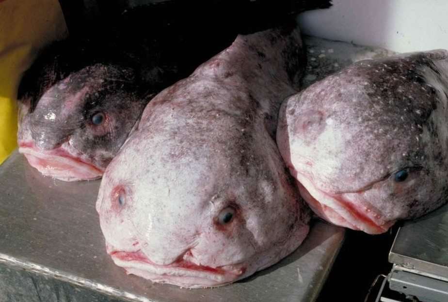 Blob Fish Pussel online