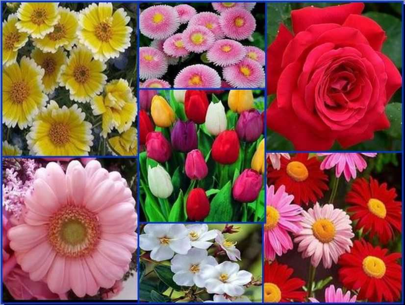 Flores puzzle online a partir de fotografia