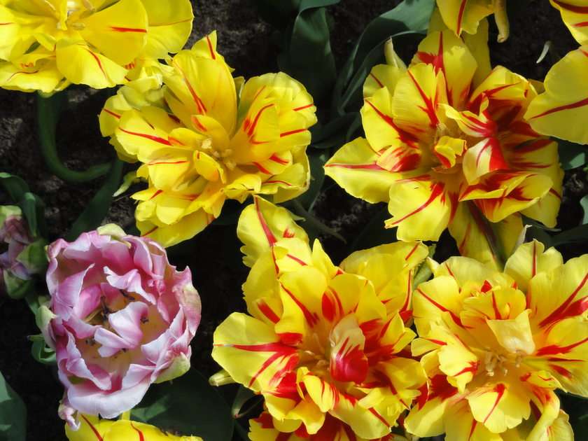 Tulipány I. puzzle online z fotografie