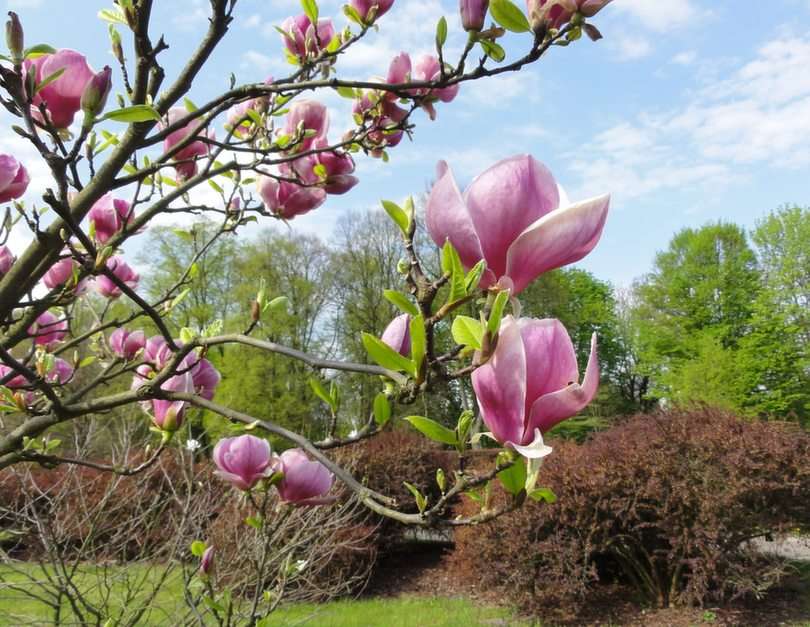 Magnolia rompecabezas en línea
