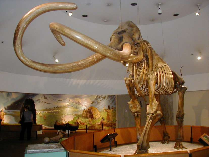 Columbian mammoth puzzle online from photo