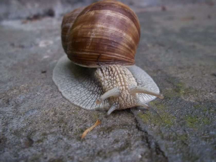 snail online puzzle