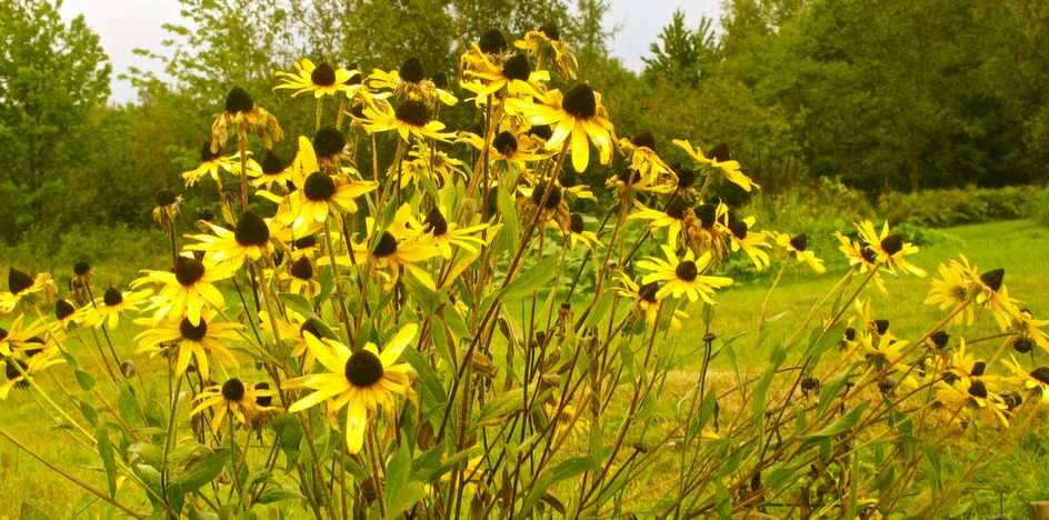 Black Eyed Susan's puzzle online from photo