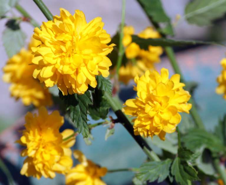 kis virágok puzzle online fotóról