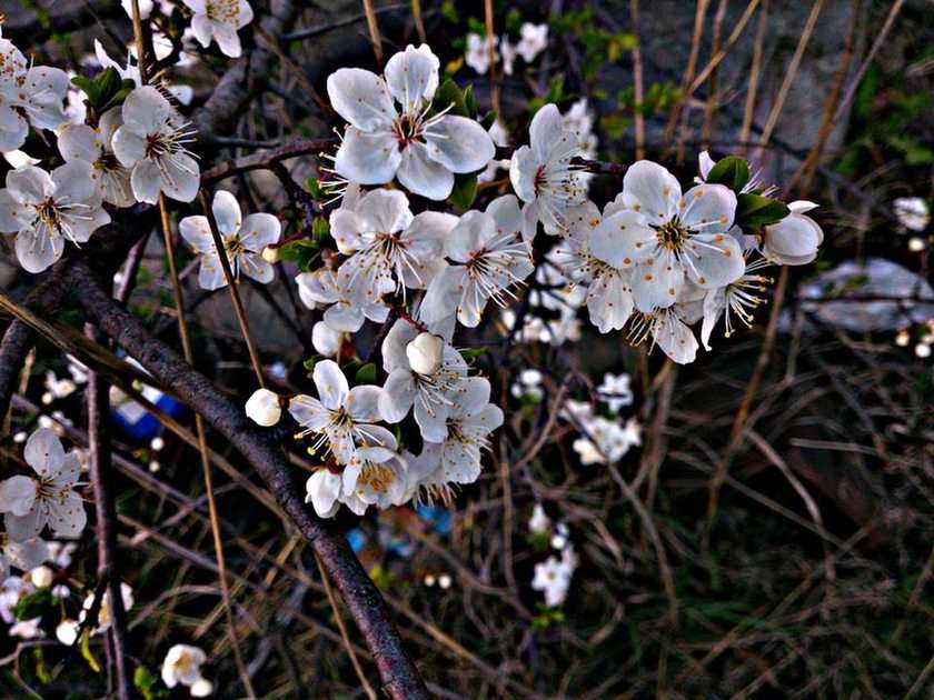 fleurs de cerisier puzzle en ligne à partir d'une photo