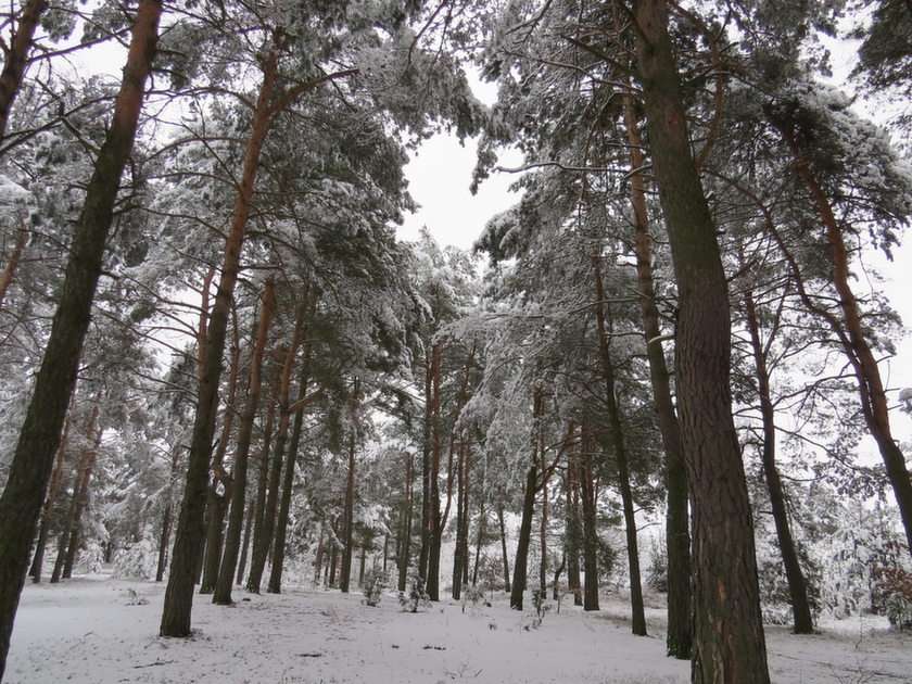 Bosque de invierno rompecabezas en línea