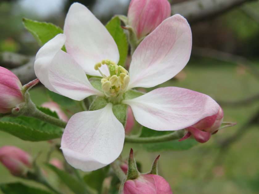 Květ jabloně puzzle online z fotografie