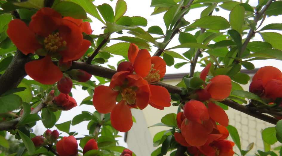 red quince online puzzle