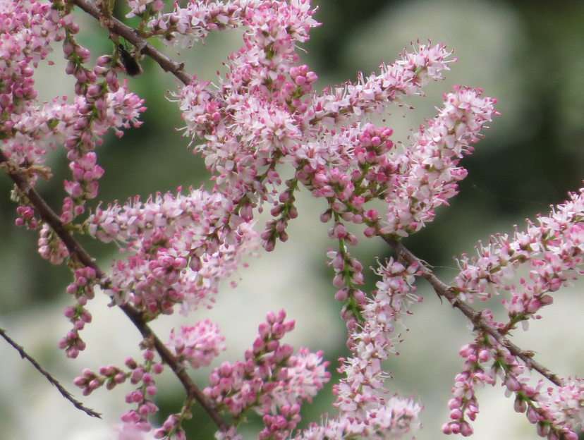 Tamarisk puzzle online from photo