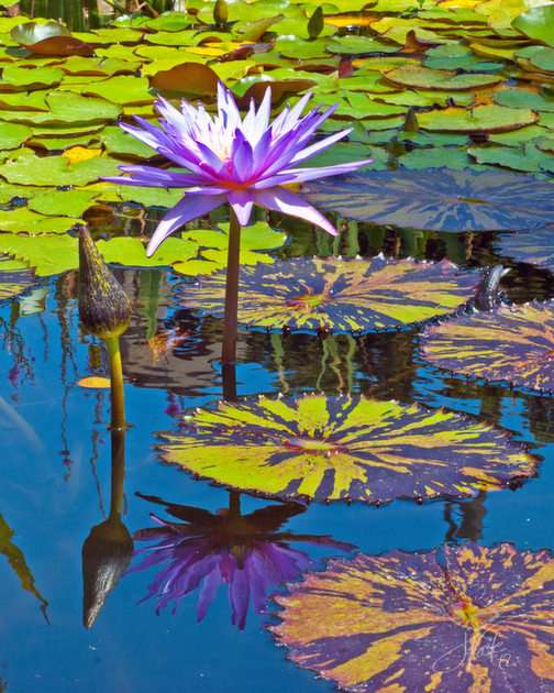 Water Lilly puzzle online from photo