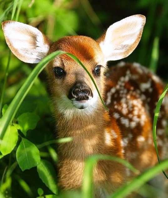 Bambi puzzle online z fotografie