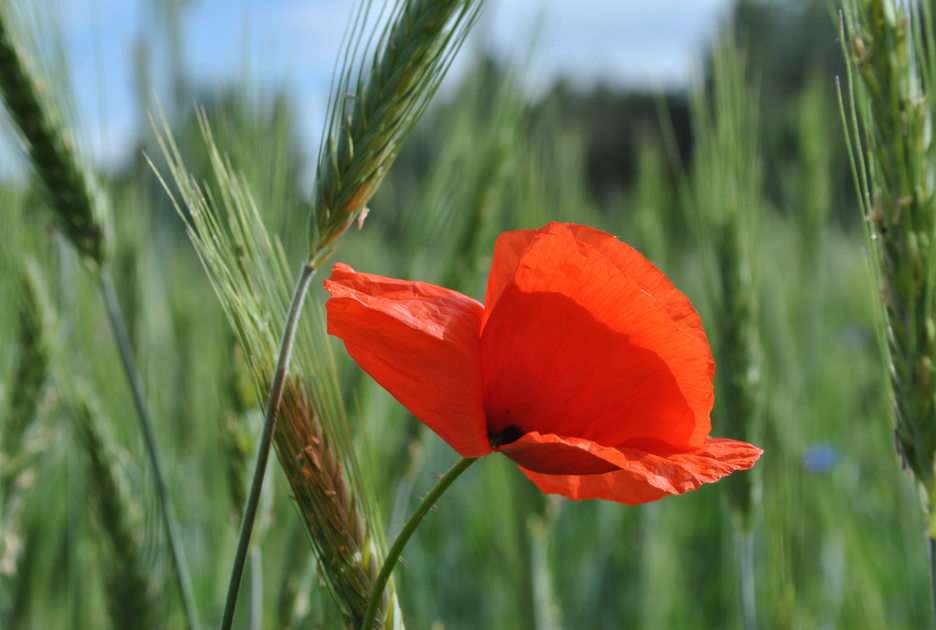roter Mohn Online-Puzzle