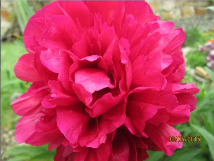 Pünkösdi rózsa puzzle online fotóról