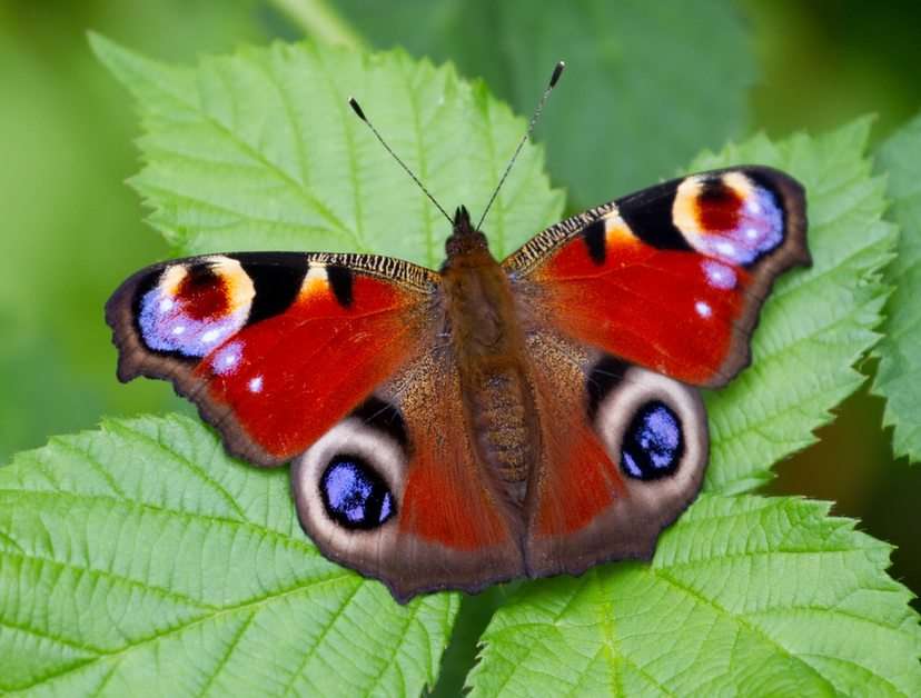 obrázek motýla online puzzle
