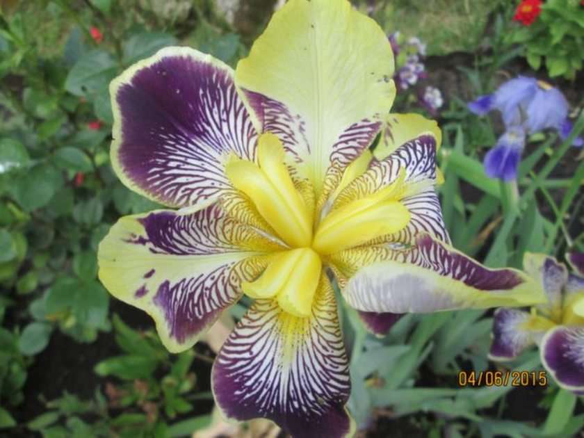 Iris pussel online från foto