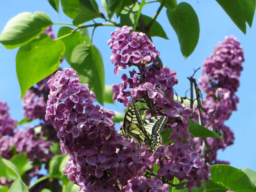 farfalla puzzle online da foto