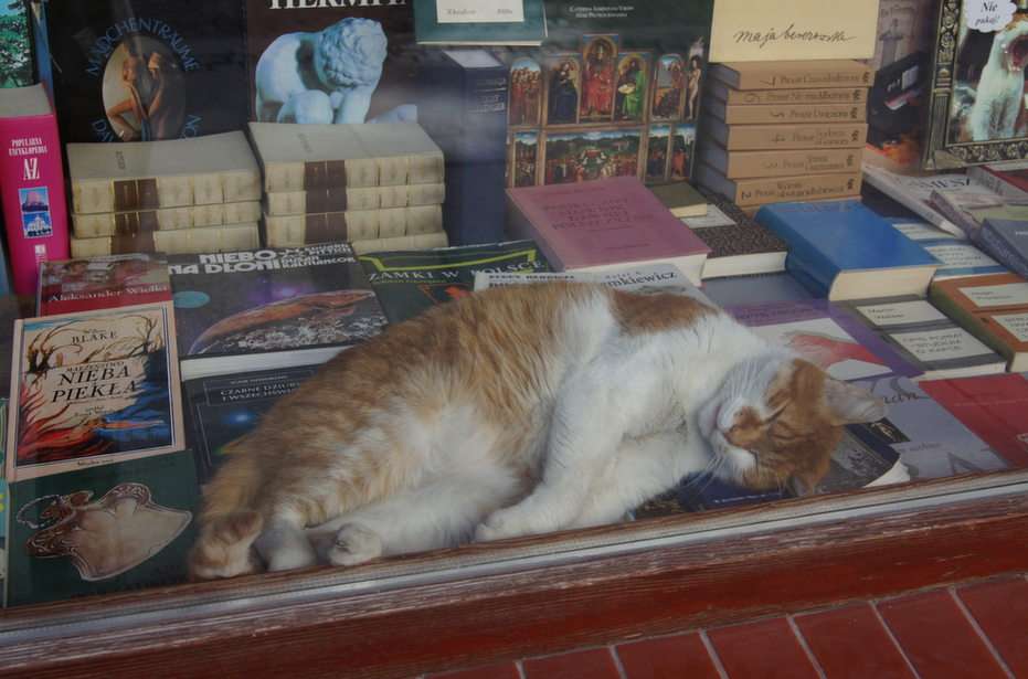 Un bibliofil de pisică din Wrocław puzzle online din fotografie