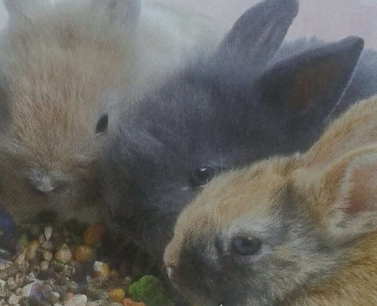 Hungriga kaniner pussel online från foto