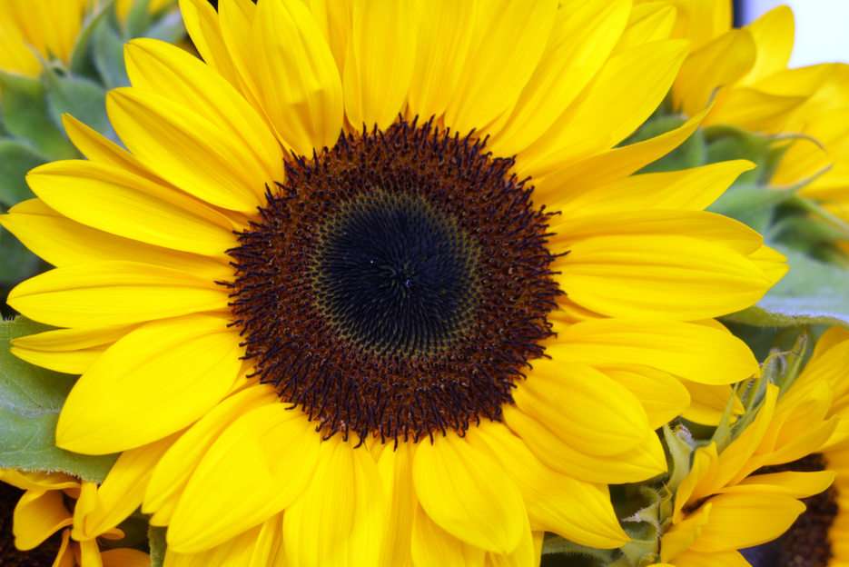sunflower puzzle online from photo