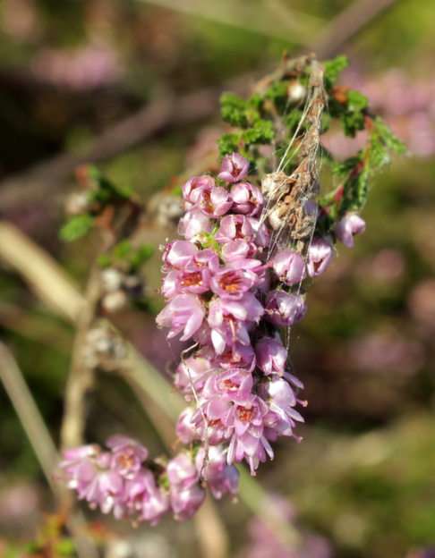 bloem puzzel online van foto