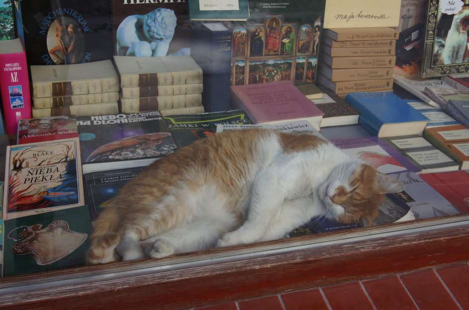 En kattbibliofil från Wrocław Pussel online