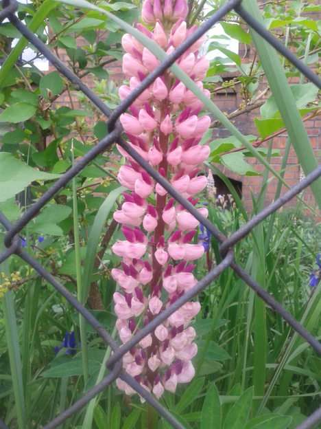 lupin puzzle en ligne à partir d'une photo