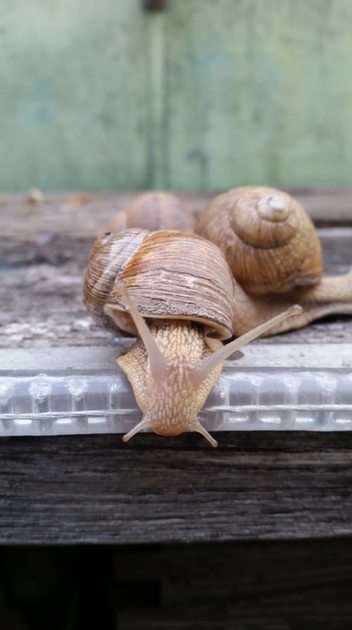 snails puzzle online from photo