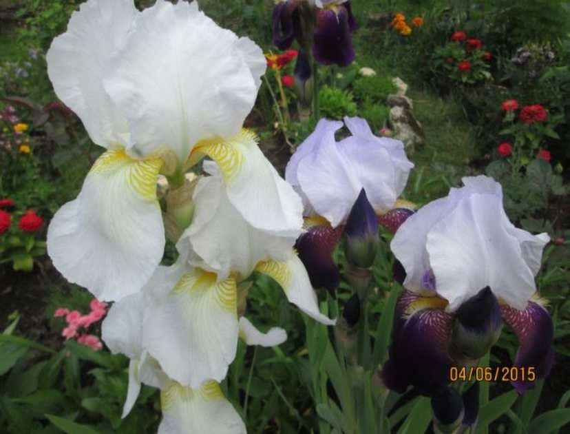 Irises online puzzle