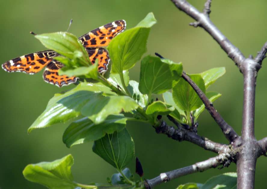 papillon puzzle en ligne