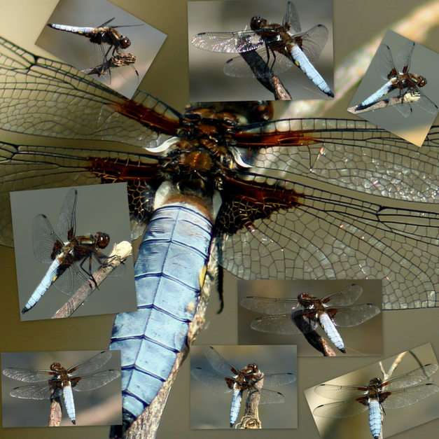 dragonfly online puzzle